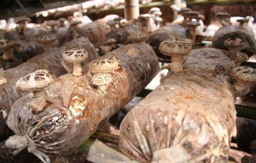 脱贫攻坚与乡村振兴有效衔接的“西沟模式”