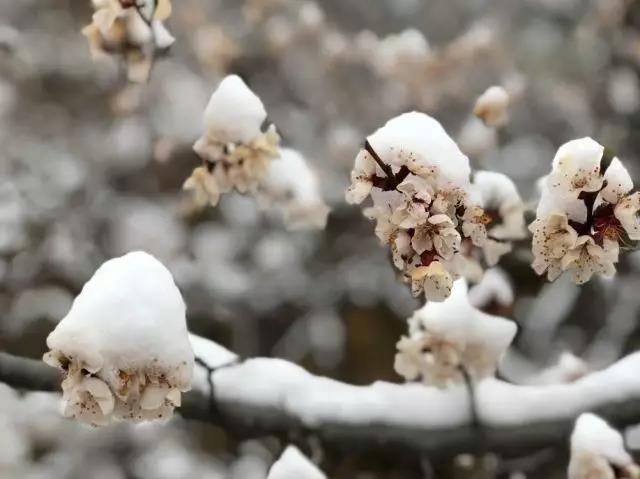 校友美文（第五篇）四月你好，大雪纷飞终于等到望京楼云海！