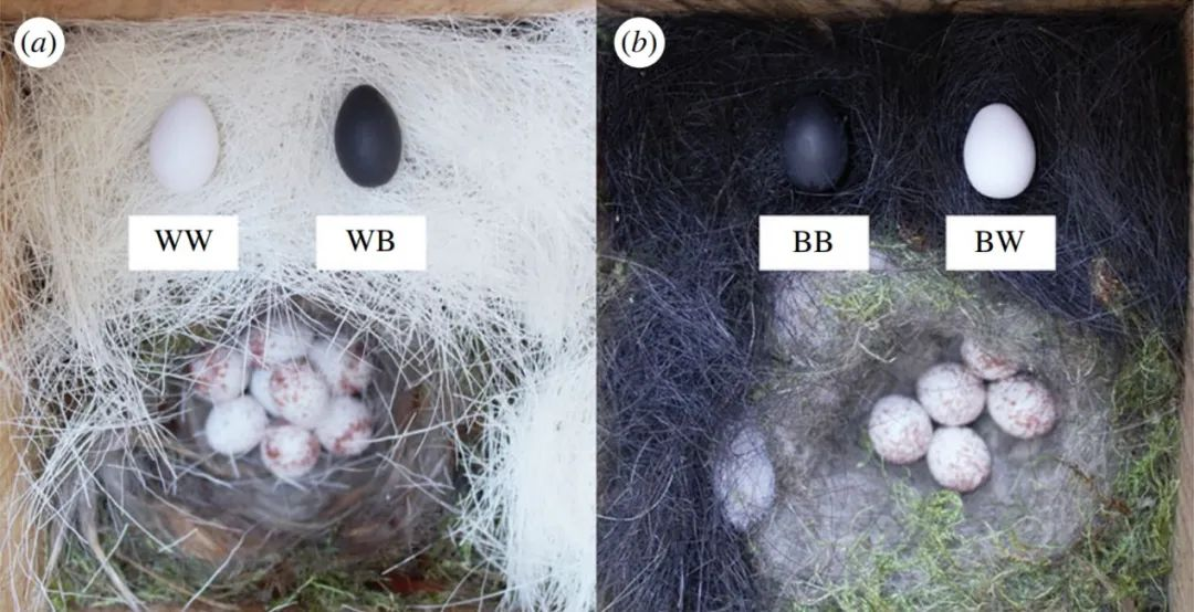 【成果推介】生命科学学院杨灿朝教授在《英国皇家学会学报》上发表论文