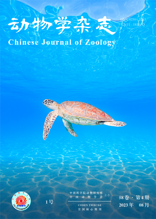 《动物学杂志》封面文章发表我校海龟  保护团队论文