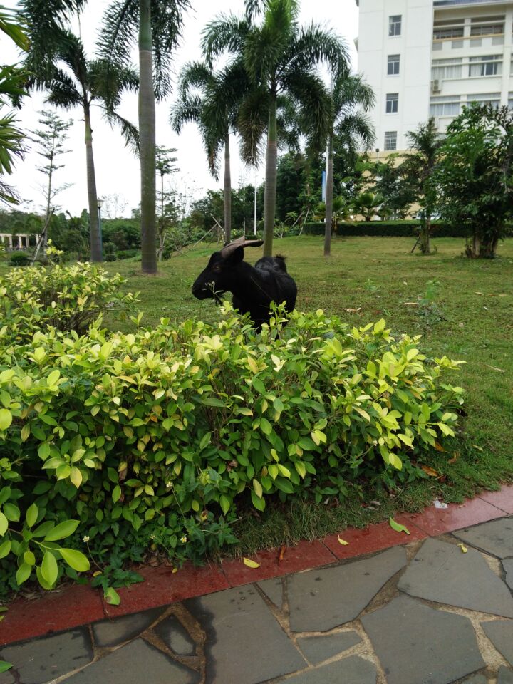 行走在黑山羊的足迹上