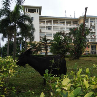 行走在黑山羊的足迹上