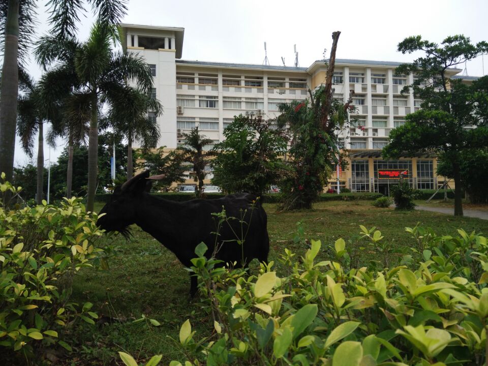 行走在黑山羊的足迹上