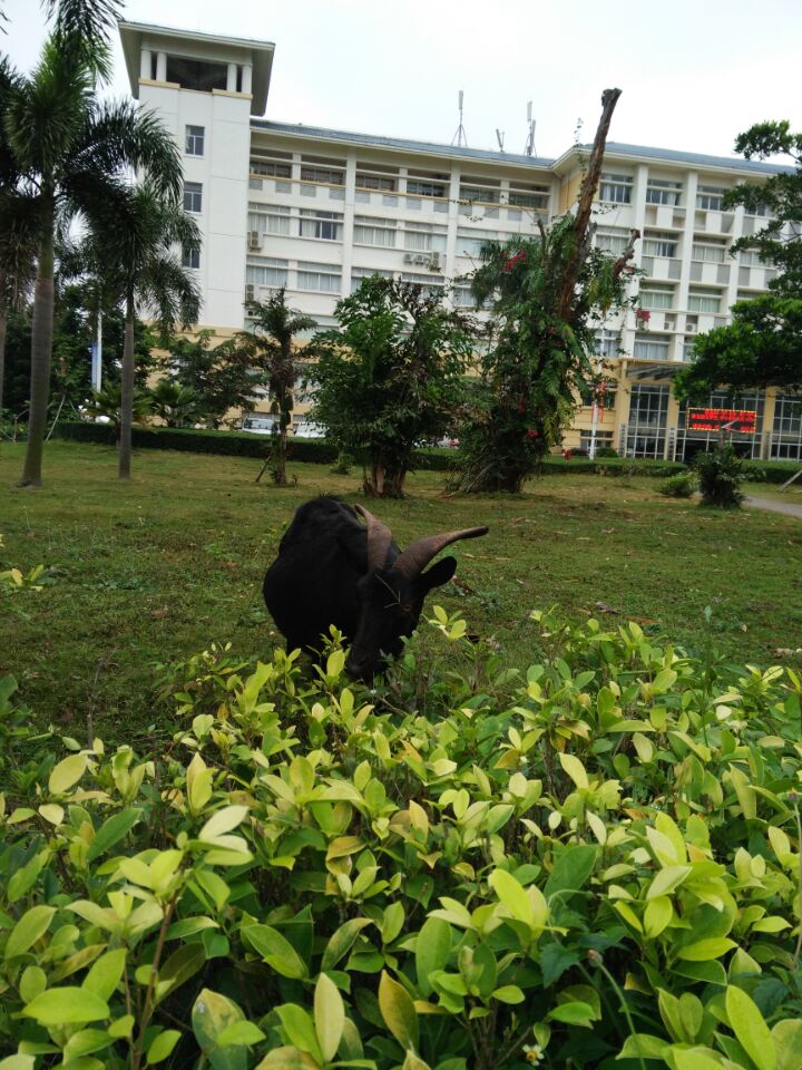 行走在黑山羊的足迹上