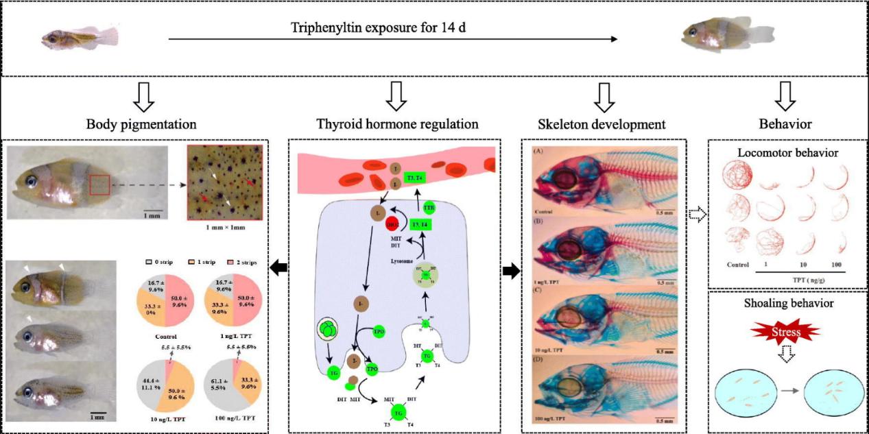 【成果推介】}张纪亮教授团队在海洋生态毒理领域取得最新研究成果